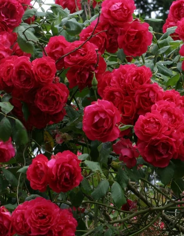 Red Climbing Rose Live Plant U100