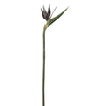 Bird of Paradise Spray Silver Green (Pack of 6) A761819
