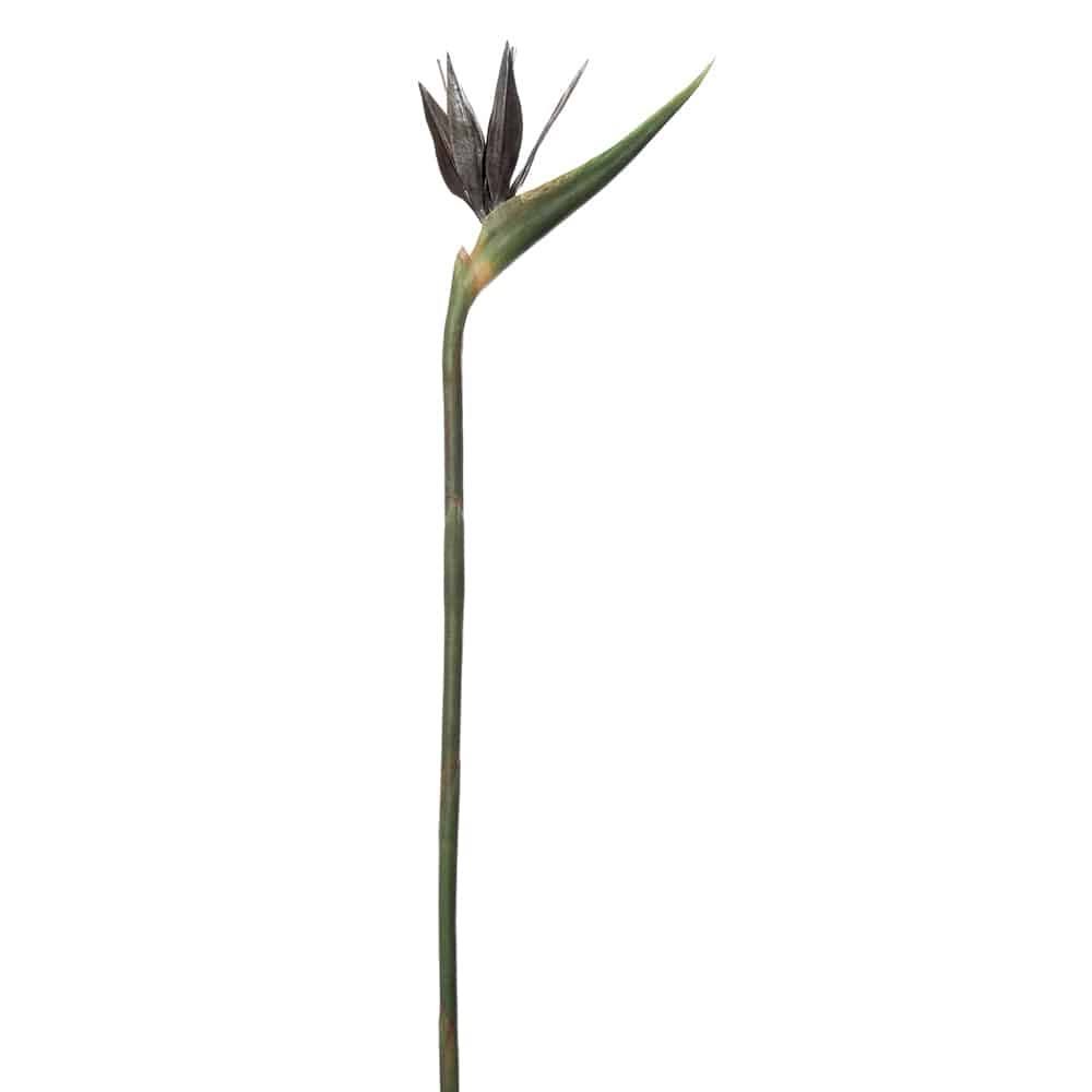 Bird of Paradise Spray Silver Green (Pack of 6) A761819