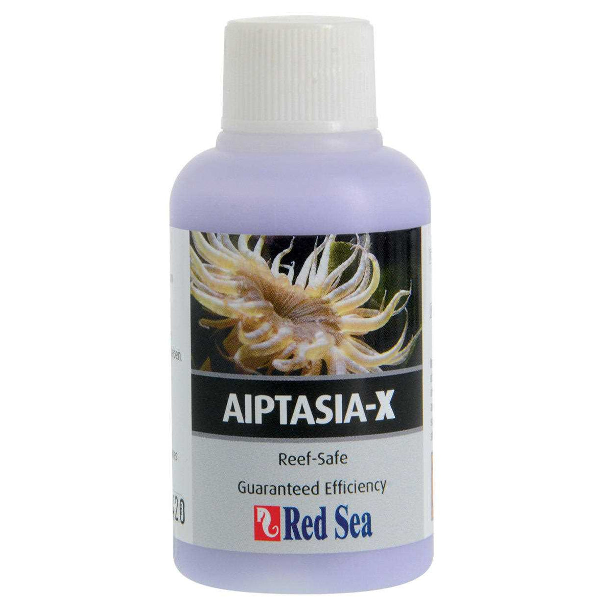 Aiptasia X X70341