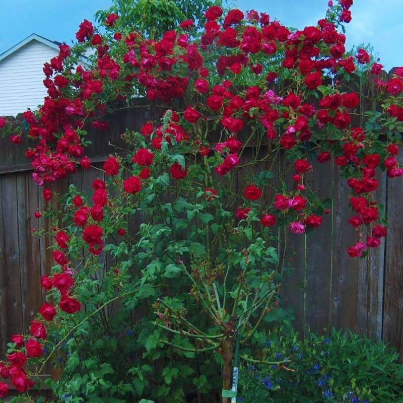 Red Climbing Rose Live Plant U100