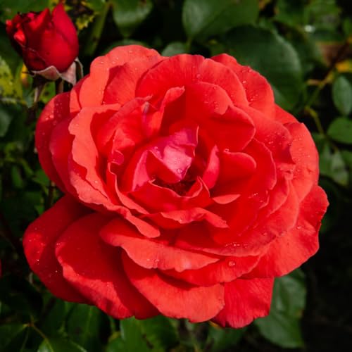 Red Climbing Rose Live Plant U100