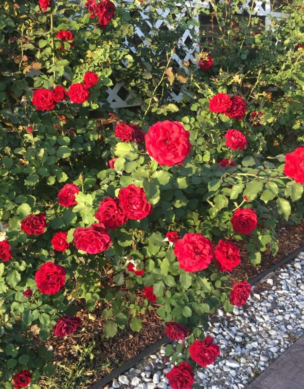 Red Climbing Rose Live Plant U100