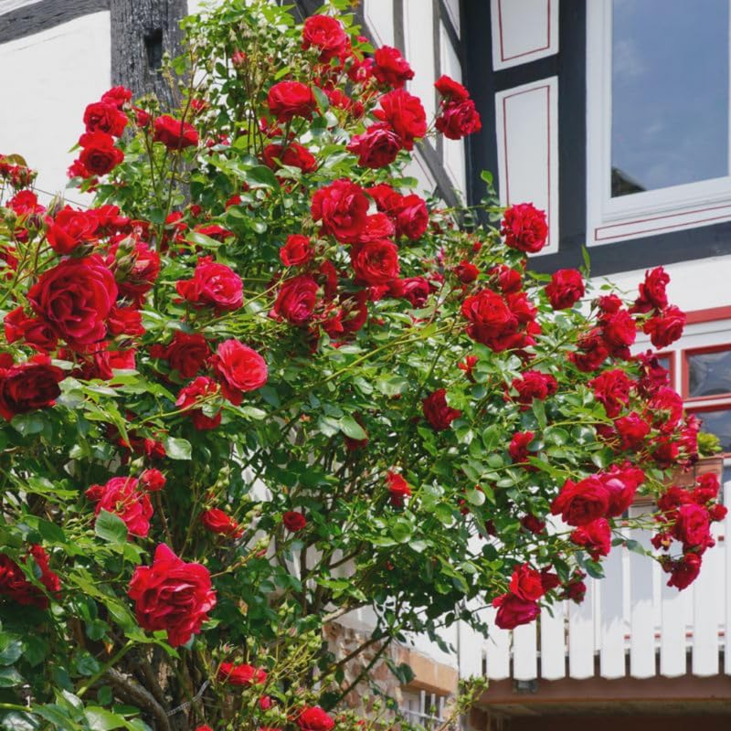 Red Climbing Rose Live Plant U100